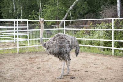 Ostrich the wild bird.