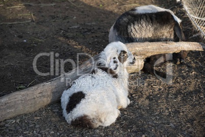 The portrait of sheep farming outdoor.