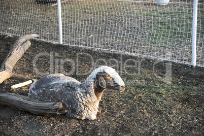 The portrait of sheep farming outdoor.