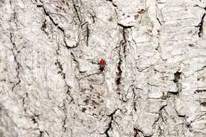 whitewashed tree bark texture with Cardinal beetle on multicolored bark.