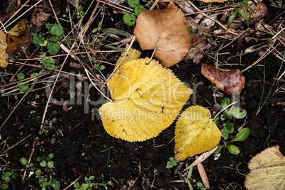 Autumn leaves in beautiful fall park.