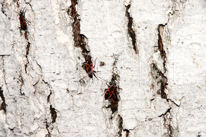 whitewashed tree bark texture with Cardinal beetle on multicolored bark.