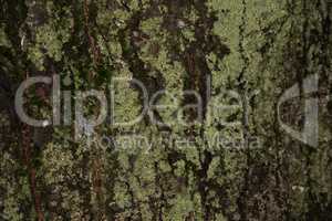 Tree Bark with Lichens