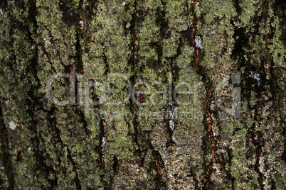 Tree Bark with Lichens