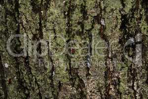 Tree Bark with Lichens