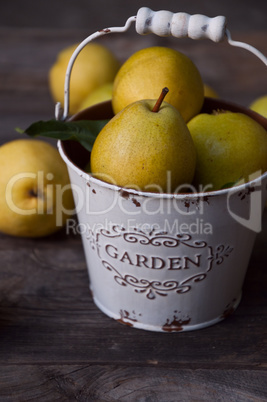 Ripe yellow pears in white metal bucket on gray wooden backgroun