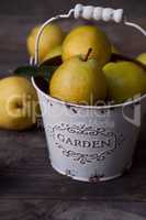 Ripe yellow pears in white metal bucket on gray wooden backgroun