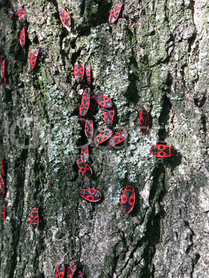 soldiers bugs crawling on tree bark