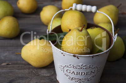 Fresh ripe yellow pears in metal white bucket