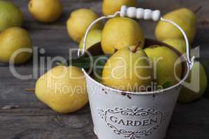 Fresh ripe yellow pears in metal white bucket