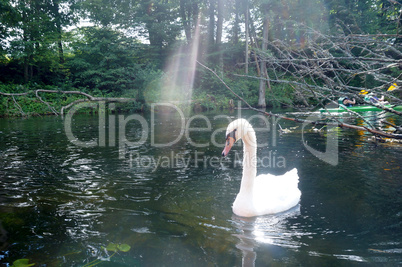 swan, bird, white