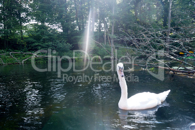 swan, bird, white