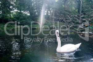swan, bird, white