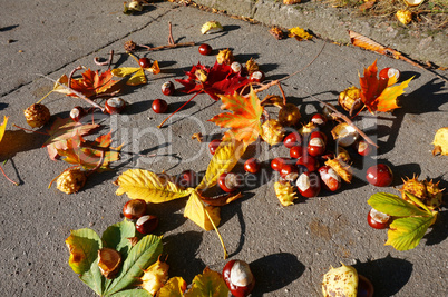 leaf, picking, bag, autumn, chestnut