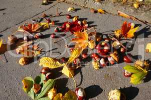 leaf, picking, bag, autumn, chestnut