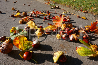 leaf, picking, bag, autumn, chestnut