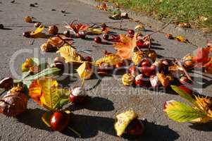 leaf, picking, bag, autumn, chestnut