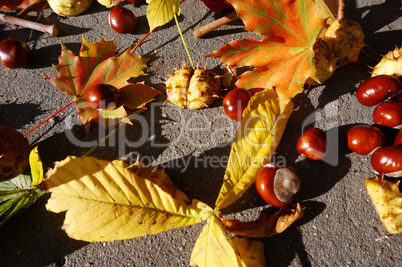 leaf, picking, bag, autumn, chestnut