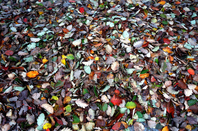 Leaf, picking, bag, autumn, nature