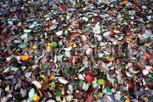 Leaf, picking, bag, autumn, nature