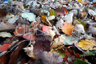 Leaf, picking, bag, autumn, nature