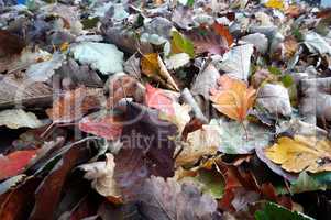 Leaf, picking, bag, autumn, nature