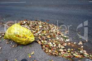 Leaf, picking, bag, autumn, nature