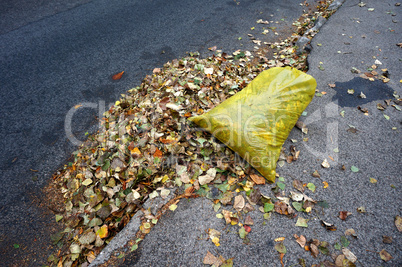 Leaf, picking, bag, autumn, nature