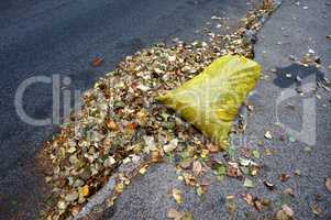 Leaf, picking, bag, autumn, nature