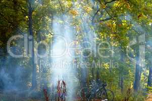 forest, smoke, beam