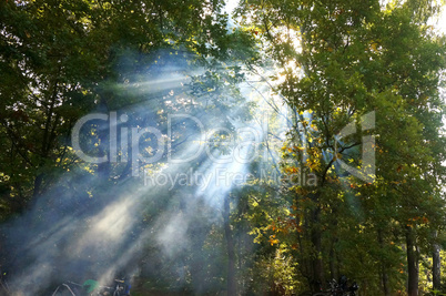 forest, smoke, beam