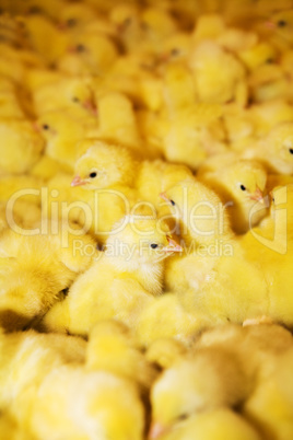 Yellow chickens