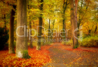 Mystical forest background