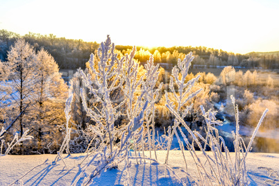 Bright winter landscape with trees in the forest at sunrise