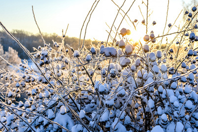 Bright winter landscape with trees in the forest at sunrise