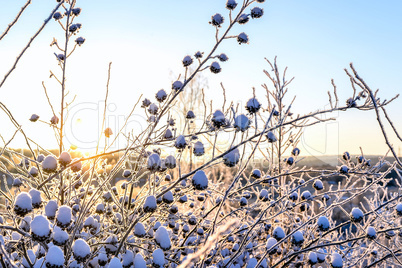 Bright winter landscape with trees in the forest at sunrise