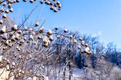 Bright winter landscape with trees in the forest at sunrise