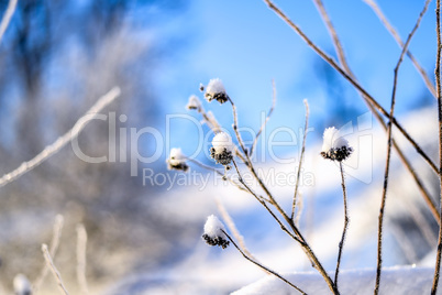 Bright winter landscape with trees in the forest at sunrise