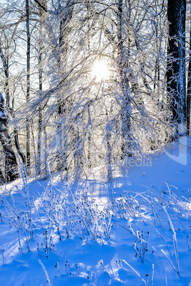 Bright winter landscape with trees in the forest at sunrise