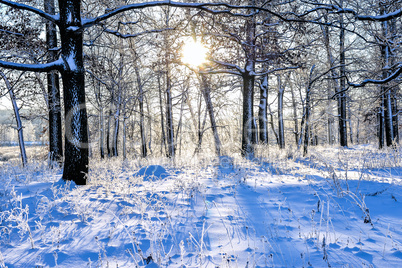 Bright winter landscape with trees in the forest at sunrise