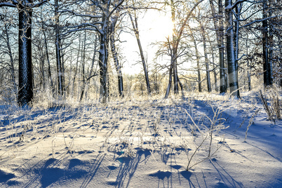 Bright winter landscape with trees in the forest at sunrise