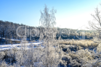 Bright winter landscape with trees in the forest at sunrise