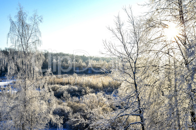 Bright winter landscape with trees in the forest at sunrise