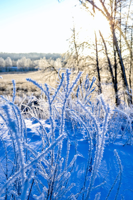 Bright winter landscape with trees in the forest at sunrise