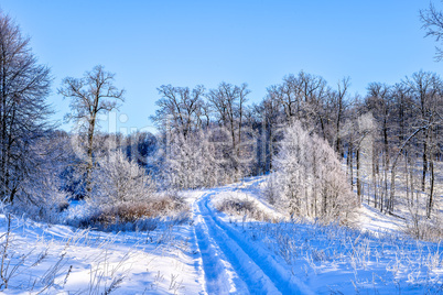 Bright winter landscape with trees in the forest at sunrise