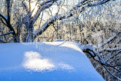 Bright winter landscape with trees in the forest at sunrise