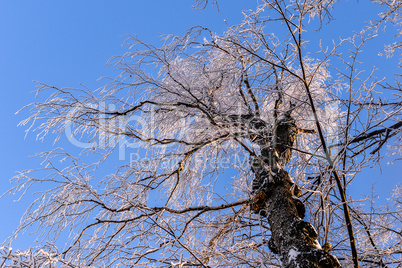 Bright winter landscape with trees in the forest at sunrise