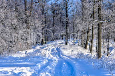 Bright winter landscape with trees in the forest at sunrise