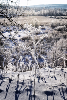 Bright winter landscape with trees in the forest at sunrise