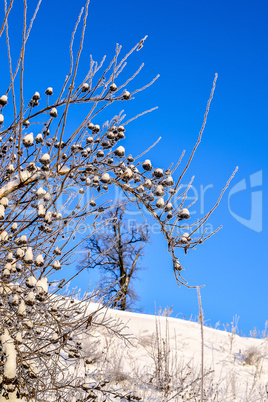 Bright winter landscape with trees in the forest at sunrise